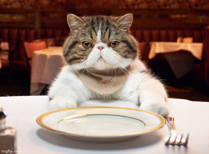 hungry cat | image tagged in hungry cat | made w/ Imgflip meme maker