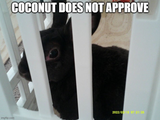 Coconut | COCONUT DOES NOT APPROVE | image tagged in coconut | made w/ Imgflip meme maker