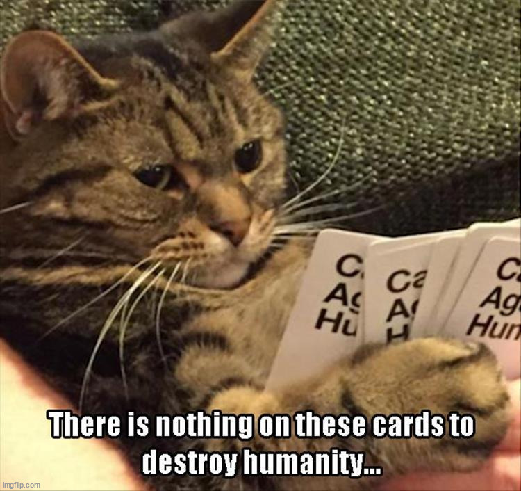 image tagged in cats | made w/ Imgflip meme maker