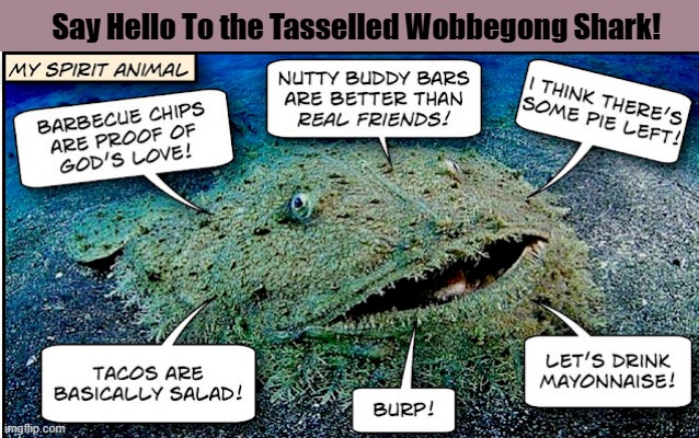 Say Hello To the Tasselled Wobbegong Shark! | image tagged in tasselled wobbegong shark,shark,gluttony,food,funny,memes | made w/ Imgflip meme maker