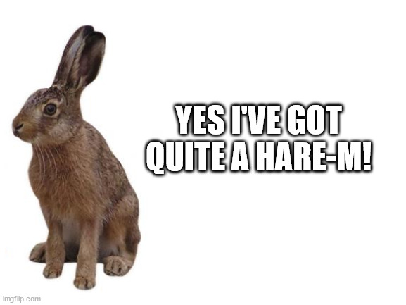 Blank White Template | YES I'VE GOT QUITE A HARE-M! | image tagged in blank white template | made w/ Imgflip meme maker
