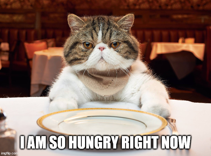 hungry cat | I AM SO HUNGRY RIGHT NOW | image tagged in hungry cat | made w/ Imgflip meme maker