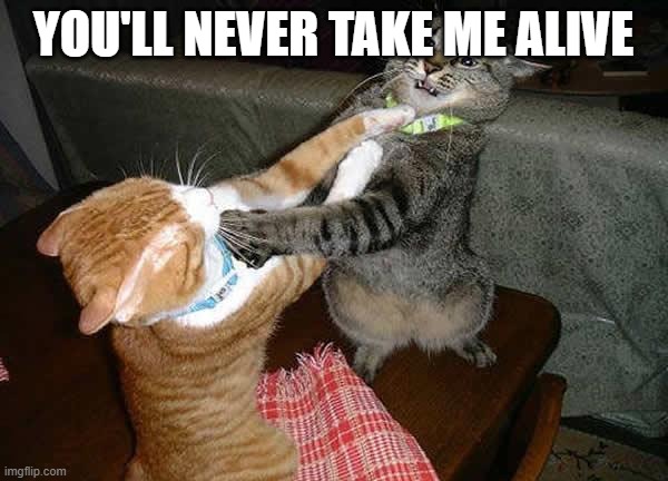 Two cats fighting for real | YOU'LL NEVER TAKE ME ALIVE | image tagged in two cats fighting for real | made w/ Imgflip meme maker