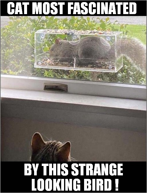 The Joy Of A Bird Feeder ! | CAT MOST FASCINATED; BY THIS STRANGE  LOOKING BIRD ! | image tagged in cats,bird feeder,squirrel,fascination | made w/ Imgflip meme maker