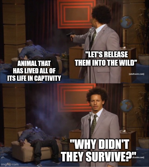 Sadly, this is true | "LET'S RELEASE THEM INTO THE WILD"; ANIMAL THAT HAS LIVED ALL OF ITS LIFE IN CAPTIVITY; "WHY DIDN'T THEY SURVIVE?" | image tagged in memes,who killed hannibal,animals | made w/ Imgflip meme maker