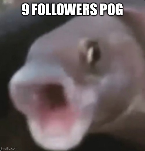 Poggers Fish |  9 FOLLOWERS POG | image tagged in poggers fish | made w/ Imgflip meme maker