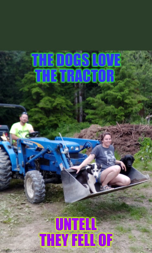 THE DOGS LOVE THE TRACTOR; UNTELL THEY FELL OF | image tagged in bad pun dog | made w/ Imgflip meme maker