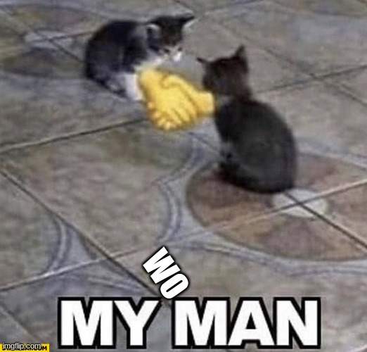 Cats shaking hands | WO | image tagged in cats shaking hands | made w/ Imgflip meme maker