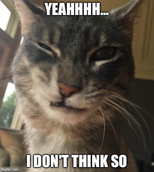 yeahhhh... | image tagged in yeahhhh,cat,regret,oh i dont think so | made w/ Imgflip meme maker