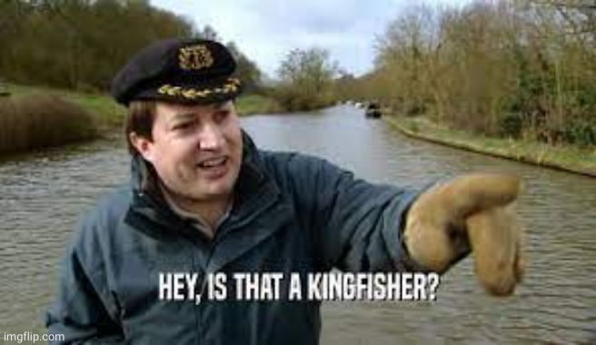 Is that a kingfisher? | image tagged in is that a kingfisher | made w/ Imgflip meme maker
