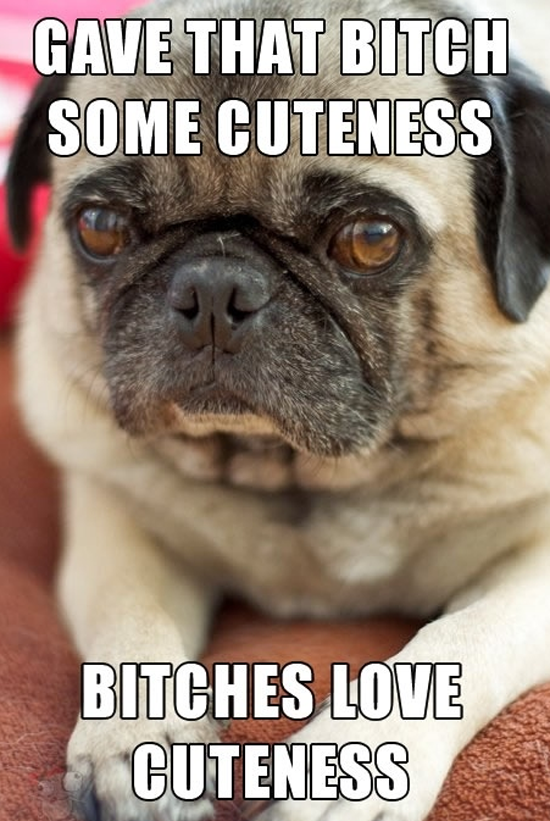 image tagged in funny,dogs,cute