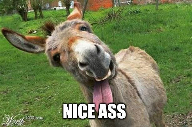 Laughing Donkey | NICE ASS | image tagged in laughing donkey | made w/ Imgflip meme maker