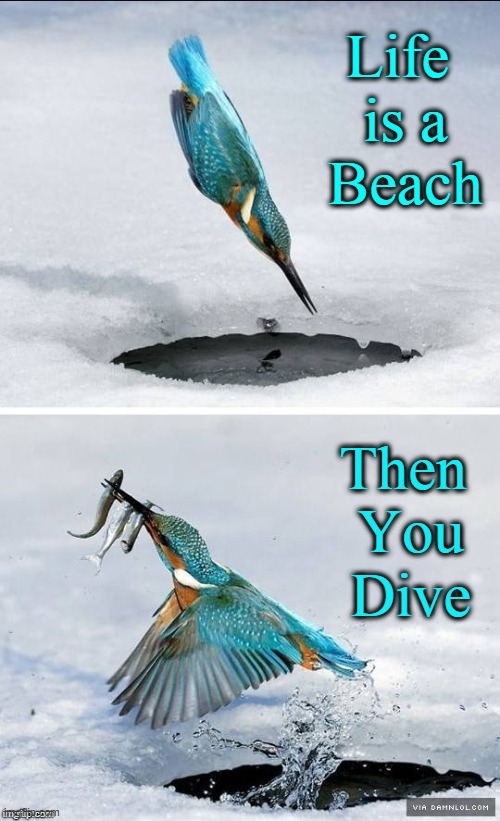 Some Birds R Angry; others, Kings... Kingfishers, that is | image tagged in vince vance,kingfisher,ice fishing,memes,expert level,birds | made w/ Imgflip meme maker