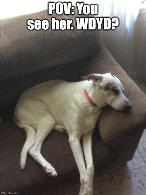 RP with my actual dog | POV: You see her. WDYD? | image tagged in navi | made w/ Imgflip meme maker