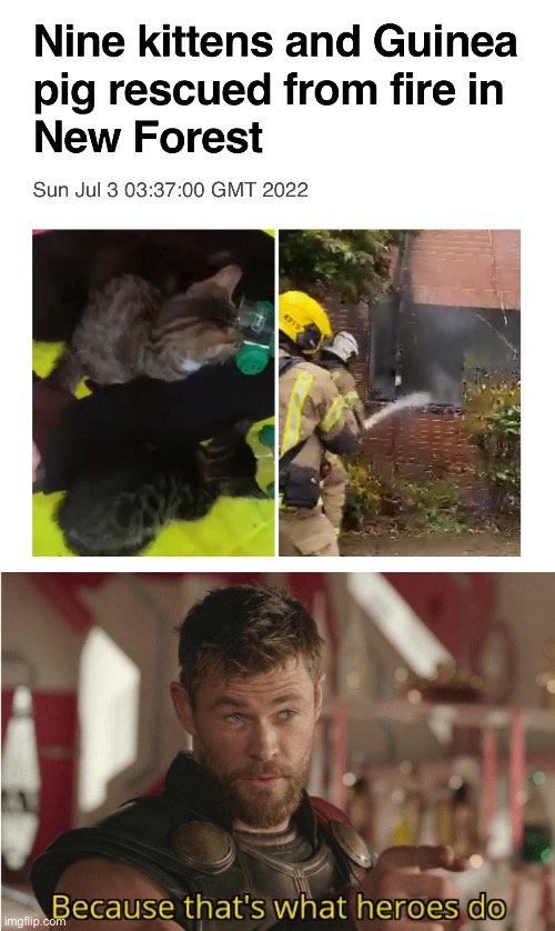 True heroes | image tagged in that s what heroes do,kittens,guinea pig,rescue,funny,thor | made w/ Imgflip meme maker