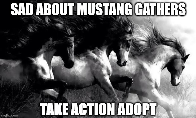 horses | SAD ABOUT MUSTANG GATHERS; TAKE ACTION ADOPT | image tagged in horses | made w/ Imgflip meme maker