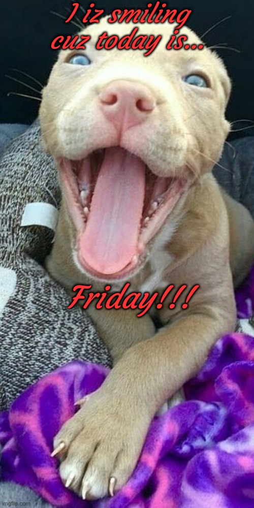 funny |  I iz smiling cuz today is... Friday!!! | image tagged in friday | made w/ Imgflip meme maker