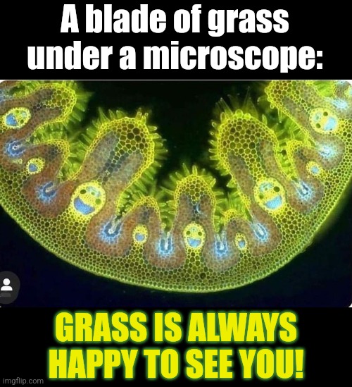 Happy Grass | A blade of grass under a microscope:; GRASS IS ALWAYS HAPPY TO SEE YOU! | image tagged in grass,microscope,images,happy,smiley,face | made w/ Imgflip meme maker