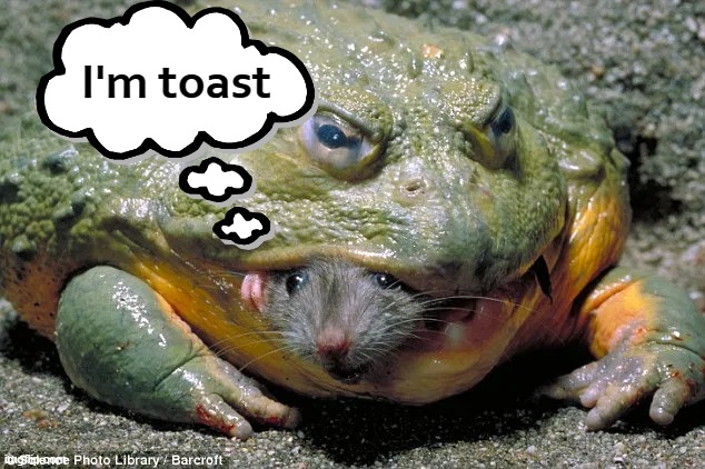 Rats! | I'm toast | image tagged in nature,rats,frogs,funny,play on words | made w/ Imgflip meme maker