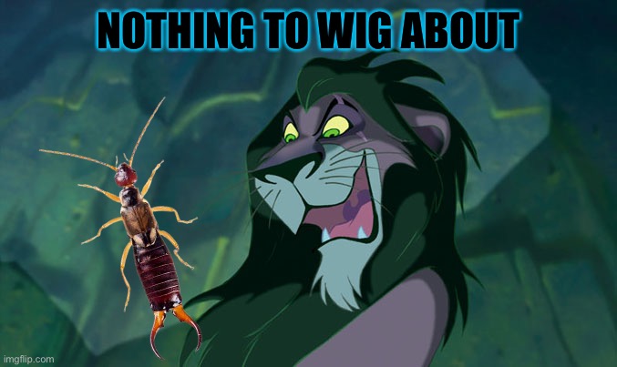 Scar event week: earnwigs. That’s ones for you buddy | NOTHING TO WIG ABOUT | image tagged in scar lion king | made w/ Imgflip meme maker