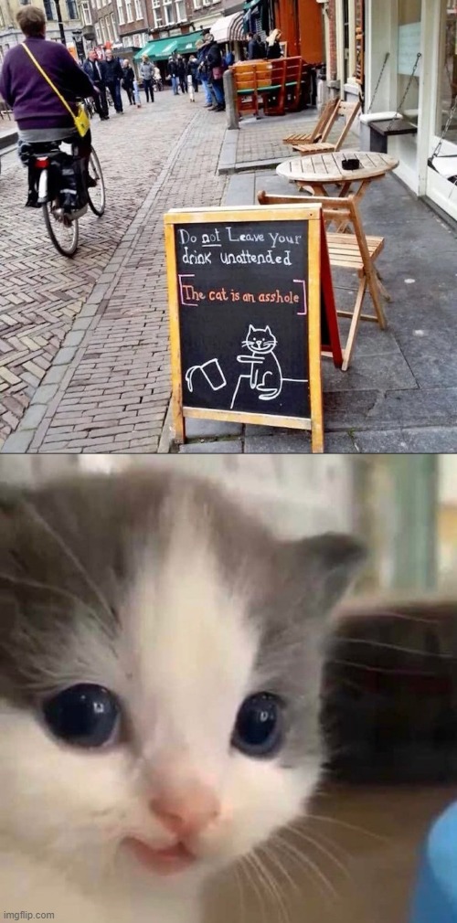 Don't leave drinks unattended... | image tagged in cat,bar,sign,warning | made w/ Imgflip meme maker