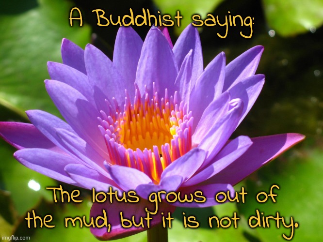 Who you are is more important than where you're from. | A Buddhist saying:; The lotus grows out of the mud, but it is not dirty. | image tagged in lotus,flower,words of wisdom,philosophy,self esteem | made w/ Imgflip meme maker