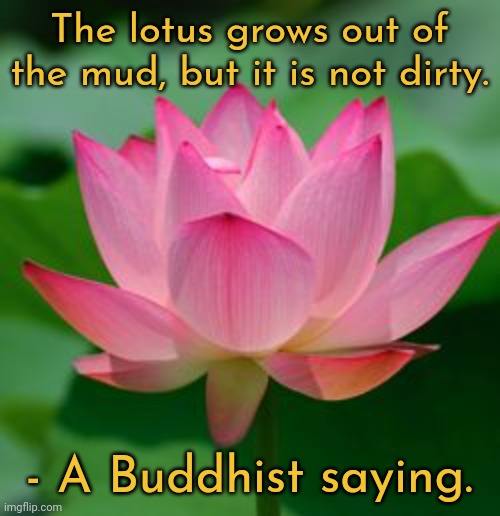 Your origin doesn't ruin you. | The lotus grows out of the mud, but it is not dirty. - A Buddhist saying. | image tagged in lotus,words of wisdom,philosophy,self esteem,flower | made w/ Imgflip meme maker