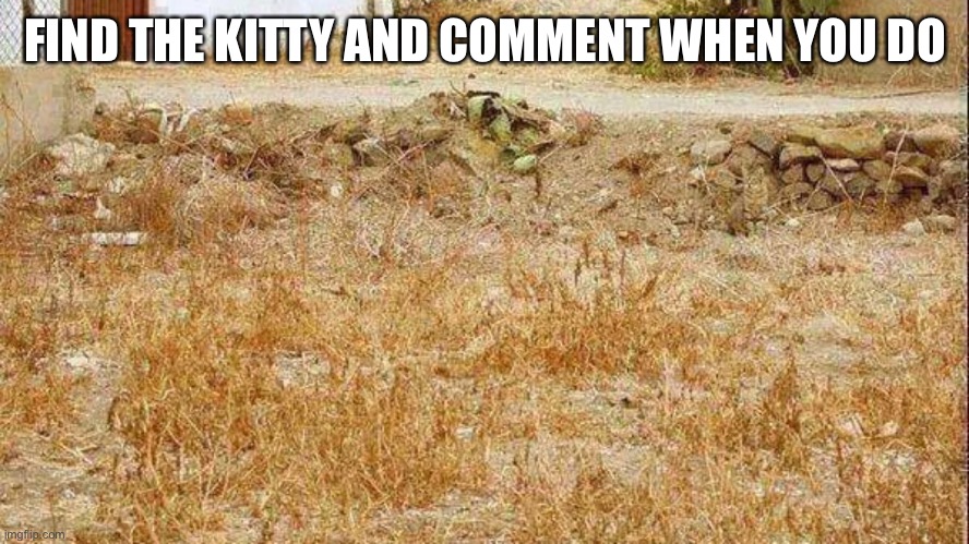 Find the cat | FIND THE KITTY AND COMMENT WHEN YOU DO | image tagged in cat,cats | made w/ Imgflip meme maker