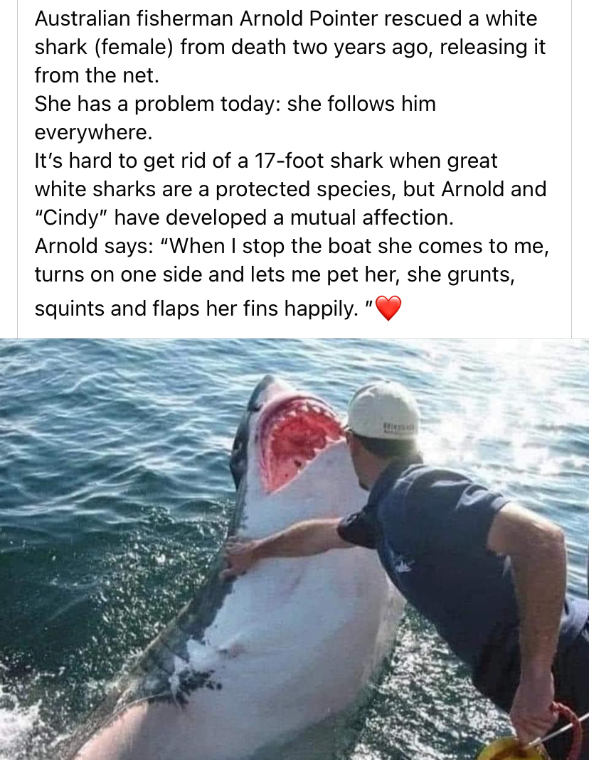 High Quality Wholesome shark moment Blank Meme Template