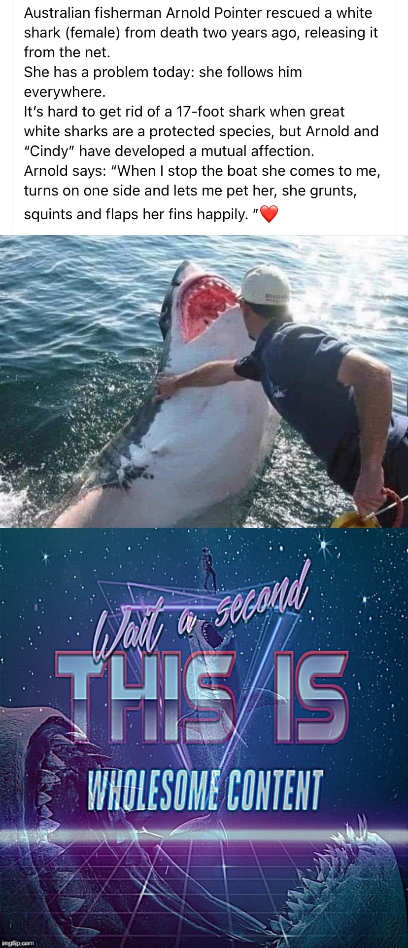 image tagged in wholesome shark moment,wholesome,wholesome 100,wait a second this is wholesome content,shark,moments | made w/ Imgflip meme maker