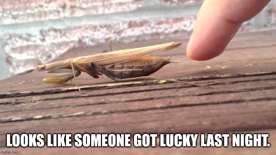 Praying Mantis | LOOKS LIKE SOMEONE GOT LUCKY LAST NIGHT. | image tagged in praying mantis,headless | made w/ Imgflip meme maker