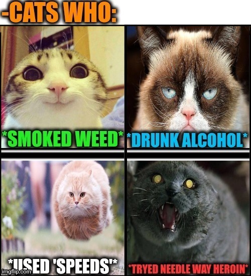 -They under various of an influence. | image tagged in funny cats,grumpy cat,smiling cat,don't do drugs,police chasing guy,prison bars | made w/ Imgflip meme maker