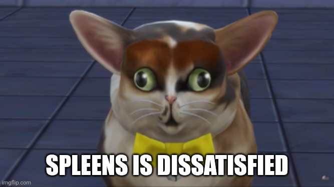 Spleens the cat | SPLEENS IS DISSATISFIED | image tagged in spleens the cat | made w/ Imgflip meme maker