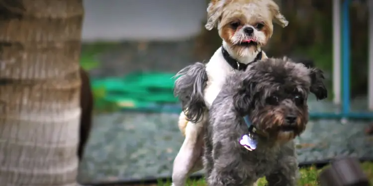 dog sex doggystyle Blank Meme Template