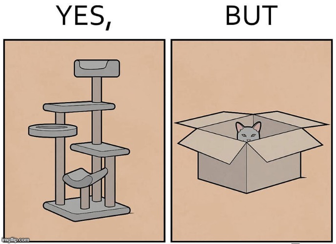 The Preferred Toy | image tagged in cats | made w/ Imgflip meme maker