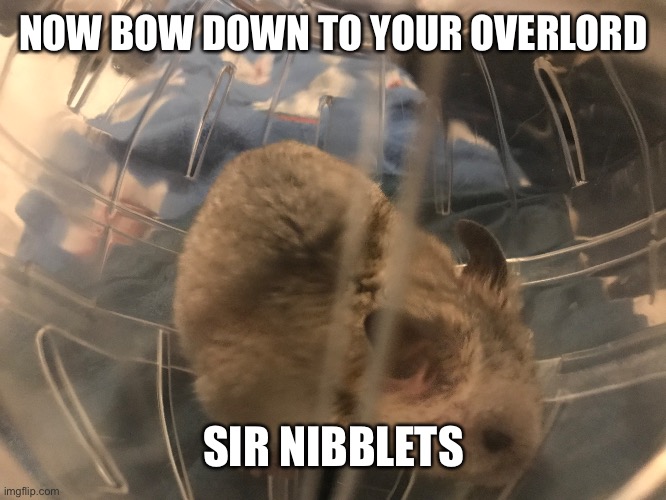 NOW BOW DOWN TO YOUR OVERLORD; SIR NIBBLETS | made w/ Imgflip meme maker