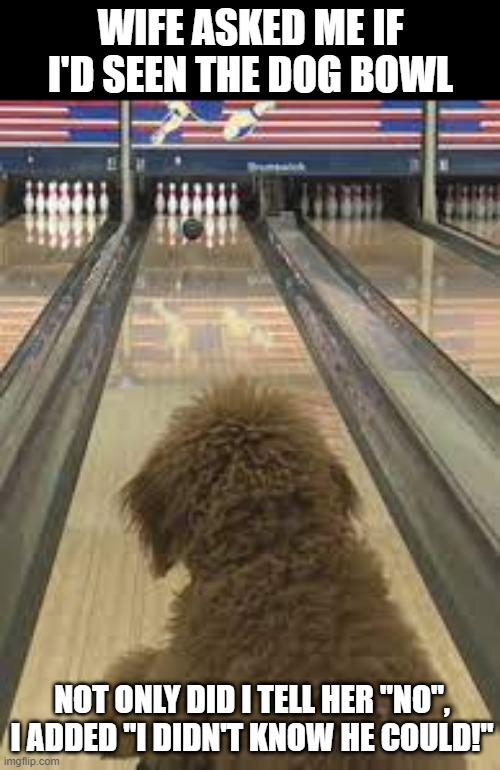 Strike!!! | WIFE ASKED ME IF I'D SEEN THE DOG BOWL; NOT ONLY DID I TELL HER "NO", I ADDED "I DIDN'T KNOW HE COULD!" | image tagged in eyeroll | made w/ Imgflip meme maker