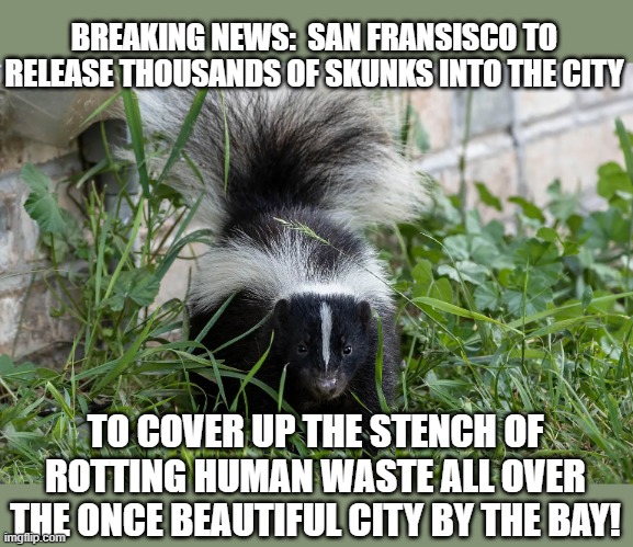 San Francisco In For A Treat | BREAKING NEWS:  SAN FRANSISCO TO RELEASE THOUSANDS OF SKUNKS INTO THE CITY; TO COVER UP THE STENCH OF ROTTING HUMAN WASTE ALL OVER THE ONCE BEAUTIFUL CITY BY THE BAY! | image tagged in memes,humor,san francisco,poop,funny memes,so true memes | made w/ Imgflip meme maker