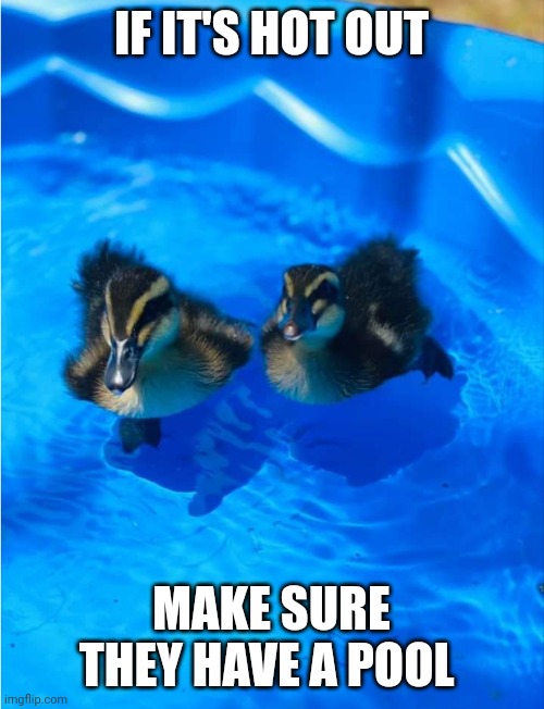 DUCKS NEED WATER | IF IT'S HOT OUT; MAKE SURE THEY HAVE A POOL | image tagged in ducks,duck,duckling | made w/ Imgflip meme maker