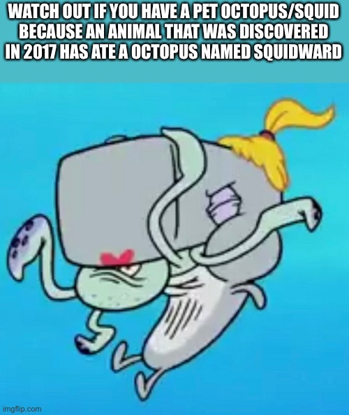 DA NAKED PEARL IS EVERYWHERE | WATCH OUT IF YOU HAVE A PET OCTOPUS/SQUID
BECAUSE AN ANIMAL THAT WAS DISCOVERED IN 2017 HAS ATE A OCTOPUS NAMED SQUIDWARD | image tagged in naked pearl | made w/ Imgflip meme maker