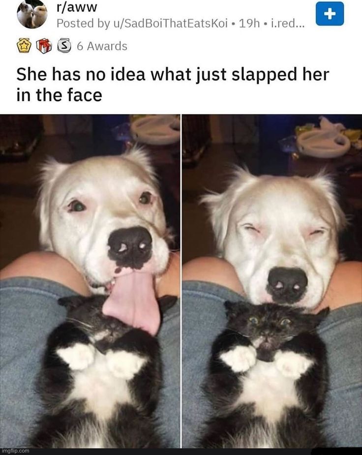That cat looks scared | image tagged in memes,funny,oop | made w/ Imgflip meme maker