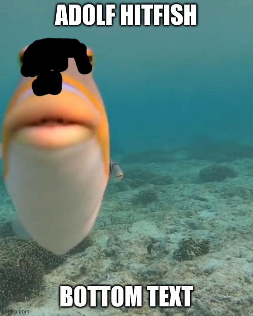 staring fish | ADOLF HITFISH BOTTOM TEXT | image tagged in staring fish | made w/ Imgflip meme maker