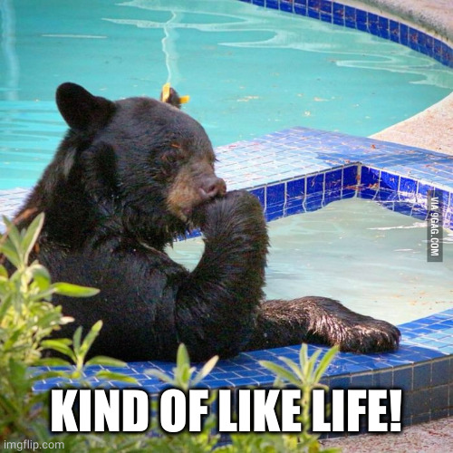 Philosophy bear | KIND OF LIKE LIFE! | image tagged in philosophy bear | made w/ Imgflip meme maker