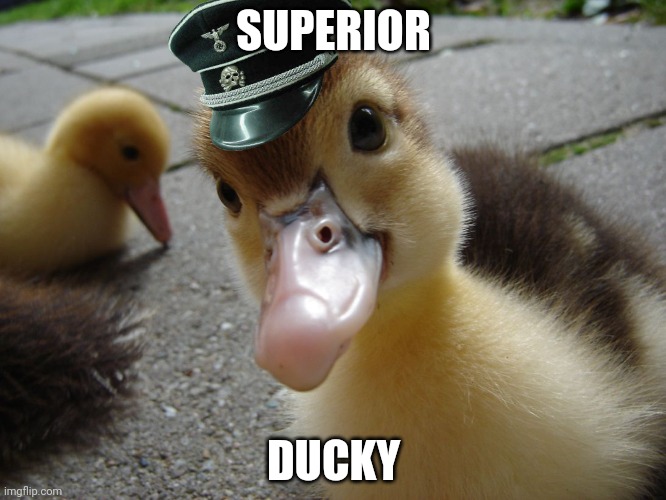 Cute duckling | SUPERIOR; DUCKY | image tagged in cute duckling | made w/ Imgflip meme maker