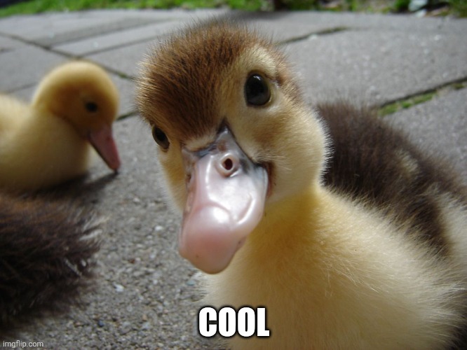 Cute duckling | COOL | image tagged in cute duckling | made w/ Imgflip meme maker