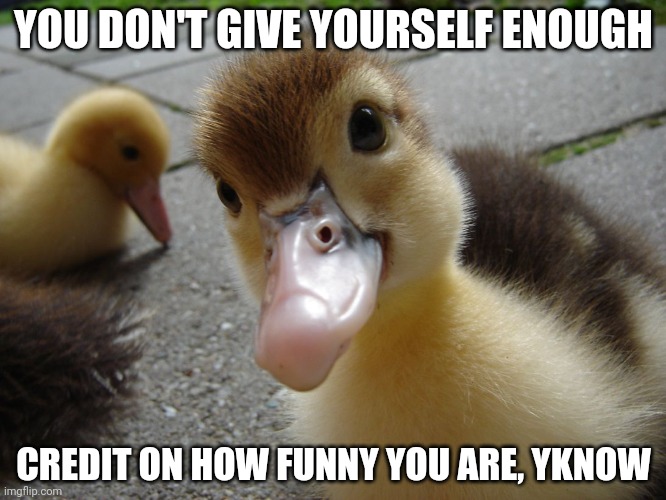 Cute duckling | YOU DON'T GIVE YOURSELF ENOUGH CREDIT ON HOW FUNNY YOU ARE, YKNOW | image tagged in cute duckling | made w/ Imgflip meme maker
