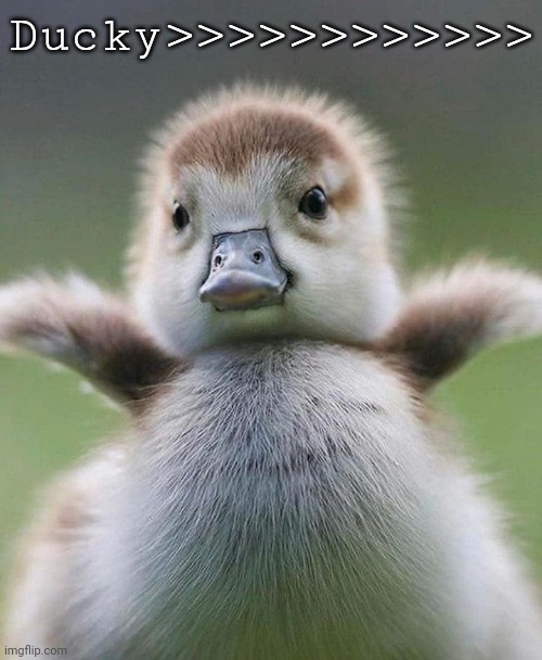 Baby Duck | Ducky>>>>>>>>>>>> | image tagged in baby duck | made w/ Imgflip meme maker