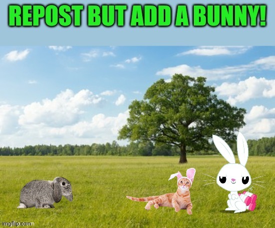 Bunny cat | image tagged in cat,bunny | made w/ Imgflip meme maker