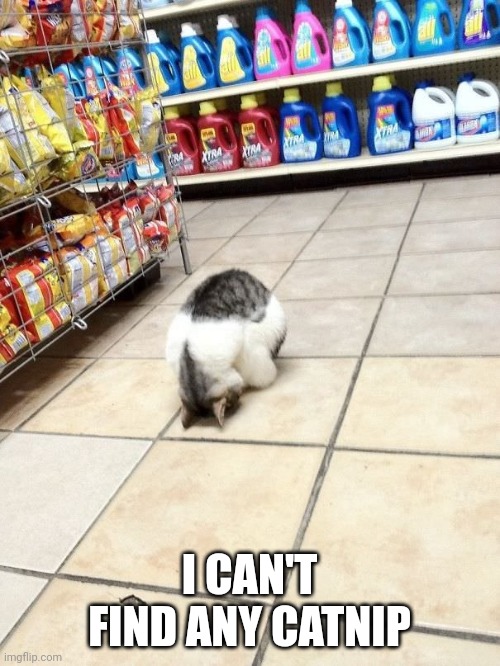 Poor cat down on his luck | I CAN'T FIND ANY CATNIP | image tagged in cat bowing in store,cat | made w/ Imgflip meme maker