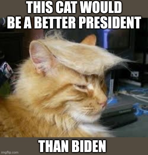 Trump cat |  THIS CAT WOULD BE A BETTER PRESIDENT; THAN BIDEN | image tagged in cat,joe biden,president,political meme | made w/ Imgflip meme maker